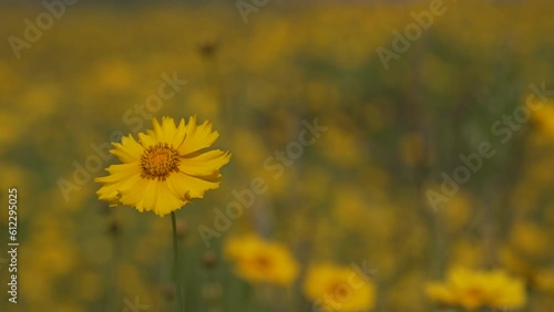 금계국 yellow flower nature lonely sky alone sky