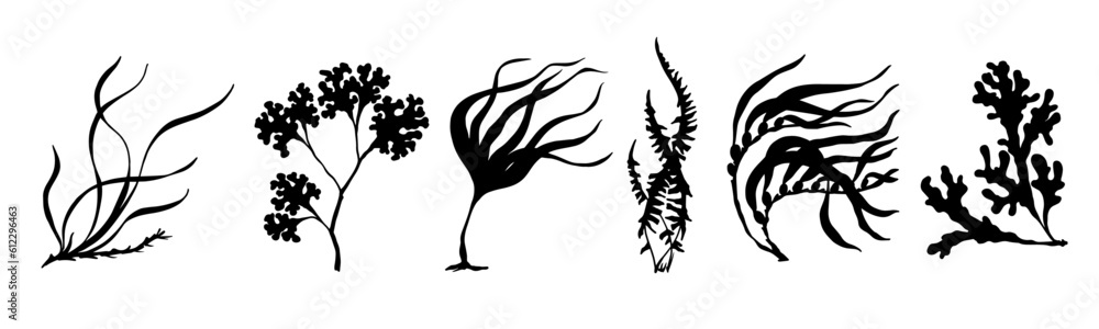 Set of seaweed silhouettes. Vector graphics. Set of seaweed silhouettes. Vector graphics.