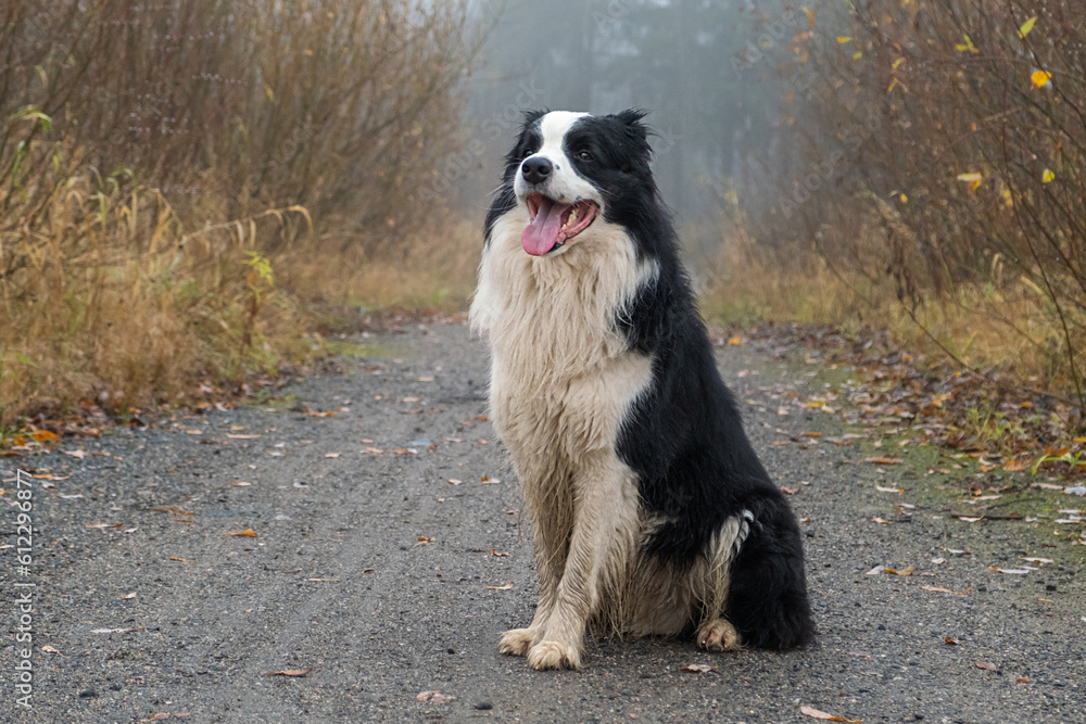 Pet activity. Cute puppy dog border collie sitting in autumn park forest outdoor. Pet dog on walking in foggy autumn fall day. Dog walking. Hello Autumn cold weather concept