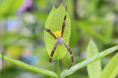 Yelloe spider of green leaves. Flat lay. Wild concept