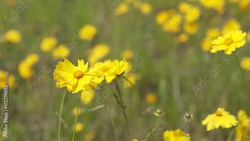금계국 yellow flower nature lonely sky alone sky