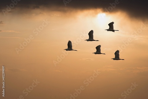 Flock of birds flying home before storm