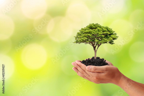 Photo Hand holding a tree on blurred green nature background, Planting ideas and Earth Day