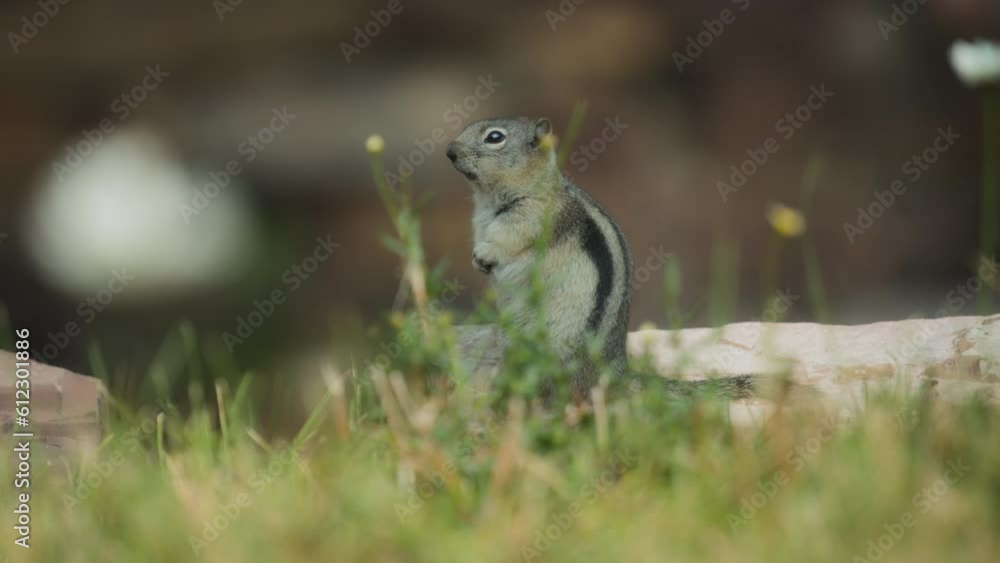 Cute little chipmunk standing in the grass. Slow motion. Cute little chipmunk standing in the grass. Slow motion.