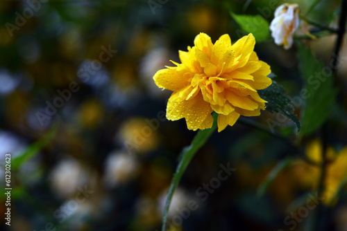 Kerria japonica. Beautiful yellow flower. Flower background, garden flowers. yellow flowers and green leaves close-up. bush in a flowerbed with bright yellow flowers, nature background