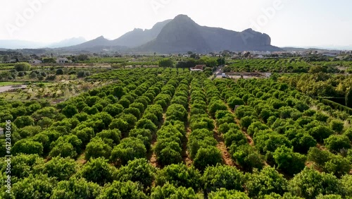 Mountains with cultivated vineyards farmland in Spain