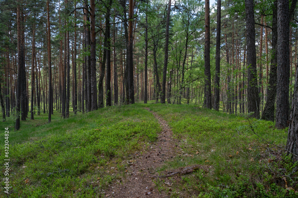 Obraz premium summer forest in estonia