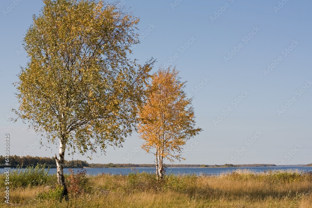 tree in the autumn