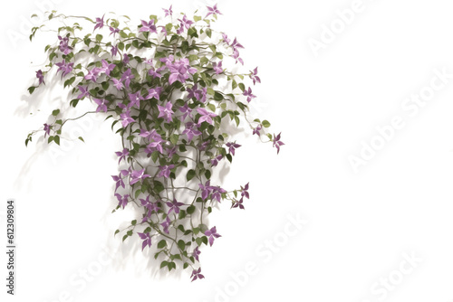 Clematis Montana Artistic Illustration of Floral Beauty. Generative AI