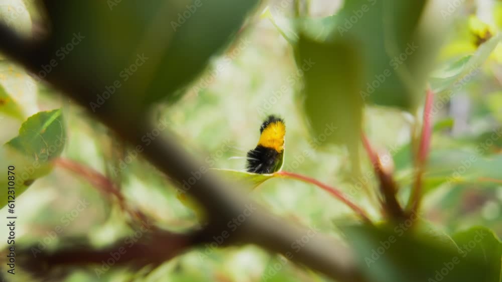 The yellow-spotted tussock moth sitting on a swaying green leaf. Slow motion. The yellow-spotted tussock moth sitting on a swaying green leaf. Slow motion.