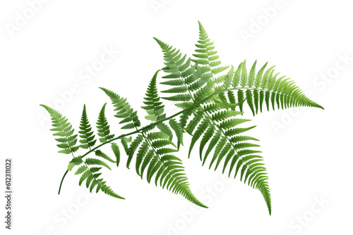 Ferns Illustration of Lush Green Foliage on a White Background. Generative AI