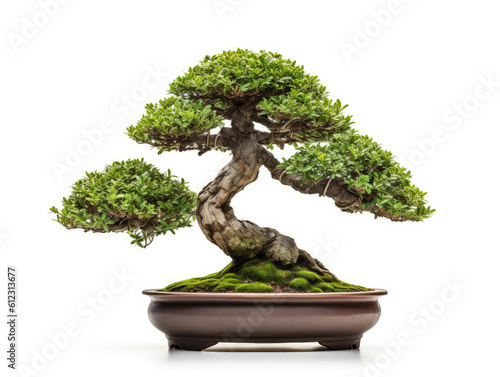 Generative ai illustration of bonsai tree in ceramic pot on white background