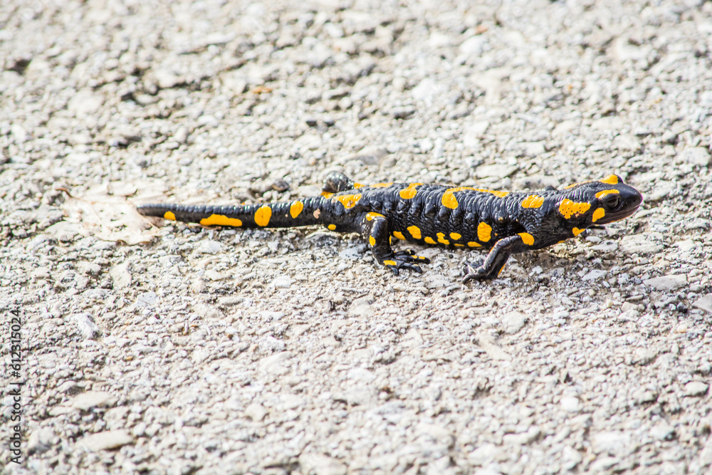 Common salamander in a road at Ioannina, Epirus, Greece