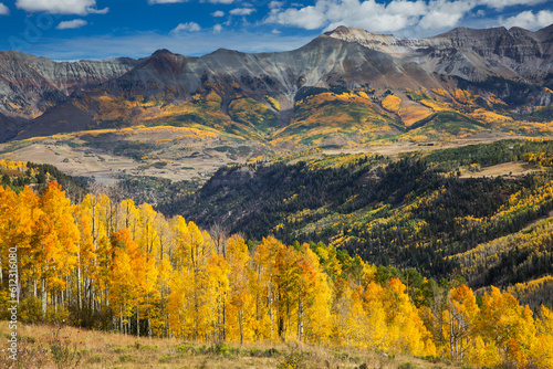 Yellow autumn trees on sunny hillside below mountains  Sunshine Mesa  Colorado  United States