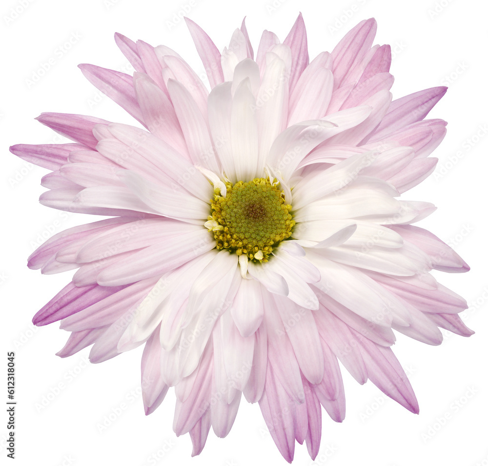 Light pink  chrysanthemum flower  on white isolated background with clipping path. Closeup..  Nature.