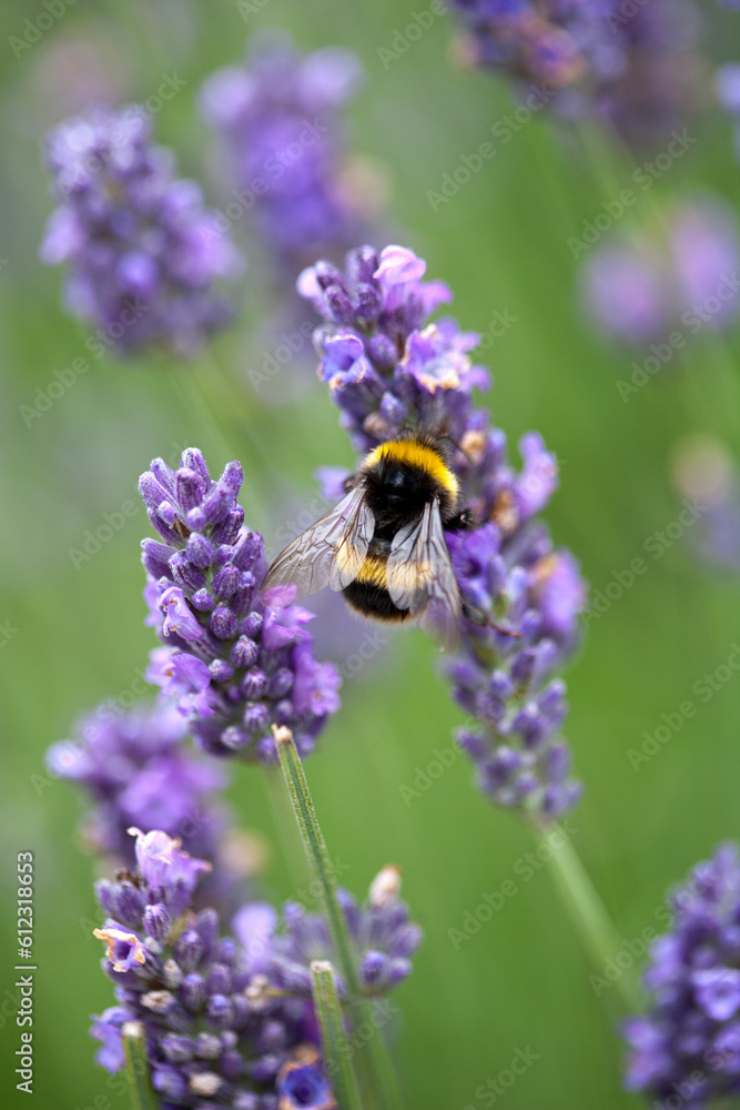 Bumblebee pollinating purple lavender flowers Bumblebee pollinating purple lavender flowers