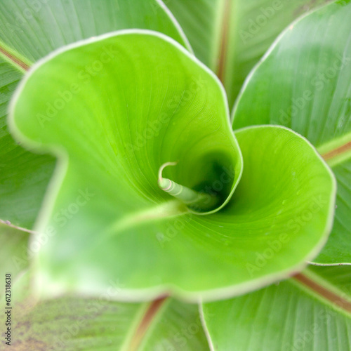 Close up twirling green leaf photo