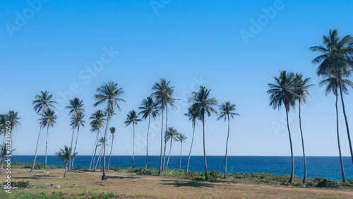 Island Palms © Andrew Kazmierski