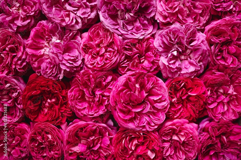 róże, roses róże, roses