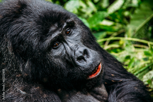 Close up of gorilla, Bwindi Impenetrable National Park, Uganda photo
