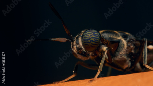 Details of a Soldier Fly perched on an orange surface. Hermetia illucens