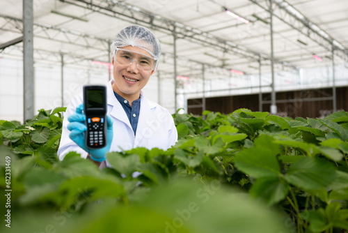 Scientists are checking the quality of strawberries with scientific measurement technology. In the closed strawberry garden