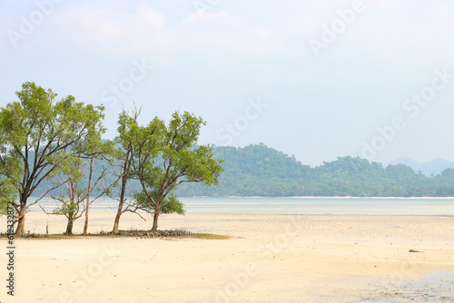Trees grow from the sand, low tide on the sea in a shallow bay, summer landscape.