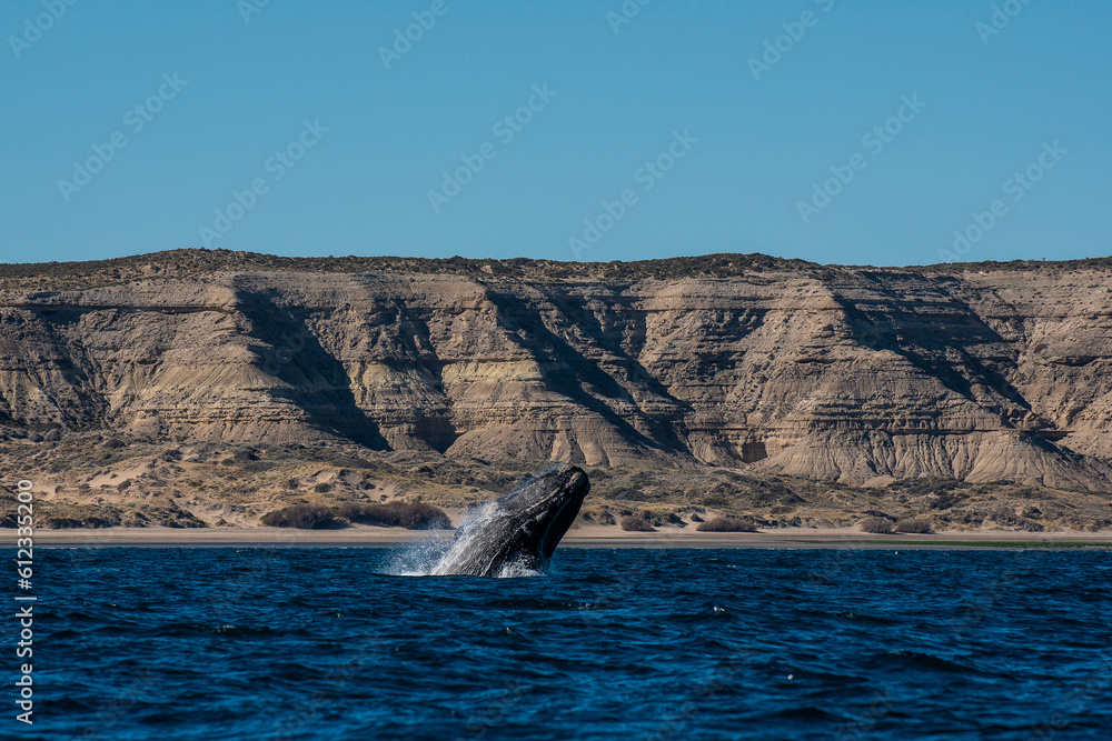 Fototapeta premium Right whale jumping,Peninsula Valdes, Patagonia , Argentina