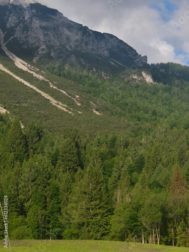 landscape with trees