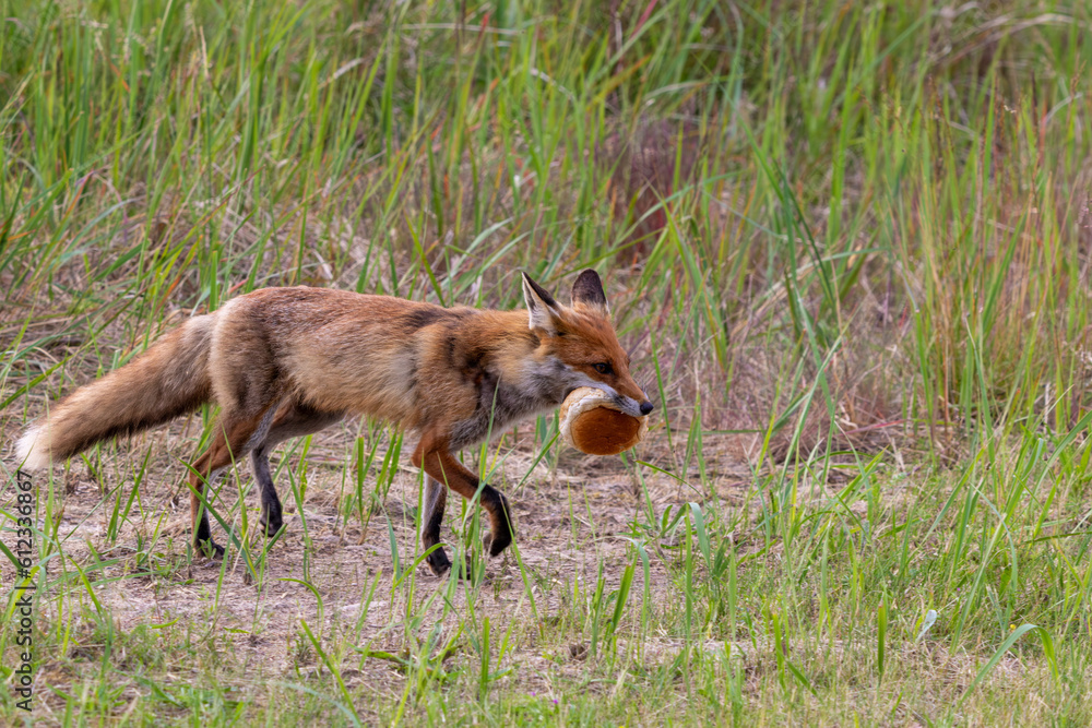 Strandfuchs Paula hat Futter für den Nachwuchs. Strandfuchs Paula hat Futter für den Nachwuchs.