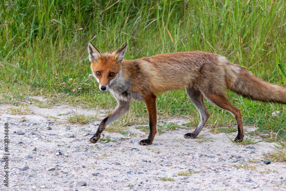 Fototapeta premium Strandfuchs Paula am Strand an der Ostsee in Zingst.