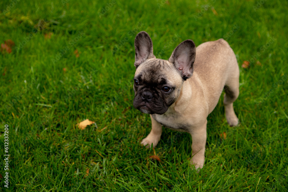 French bulldog puppy on the grass palyground.