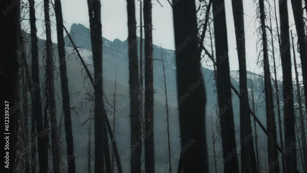 High mountain behind the burnt by wildfire trees. Slow motion. High mountain behind the burnt by wildfire trees. Slow motion.