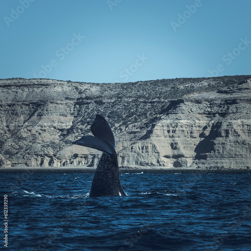 Sohutern right whale lob tailing, endangered species, Peninsula Valdes, Patagonia,Argentina