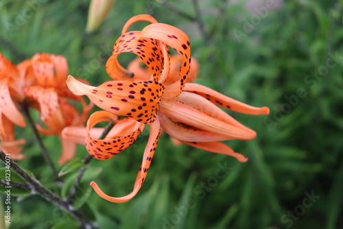 closeup of orange tiger lily