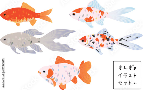 金魚と鉄魚のシンプルなイラスト photo