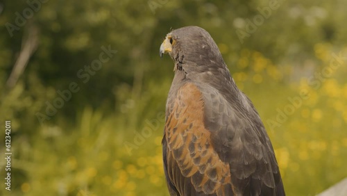 Close up portrait of a wild Harris Hawk