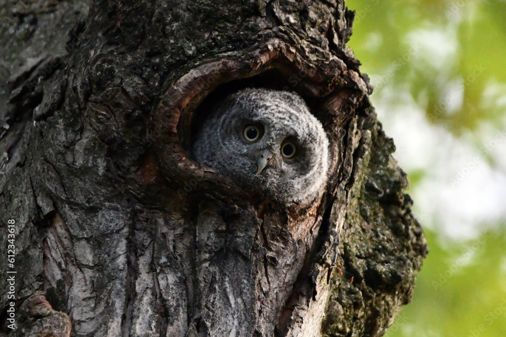 Obraz premium Baby Eastern Screech owl poking its head out of hole in tree and looking around