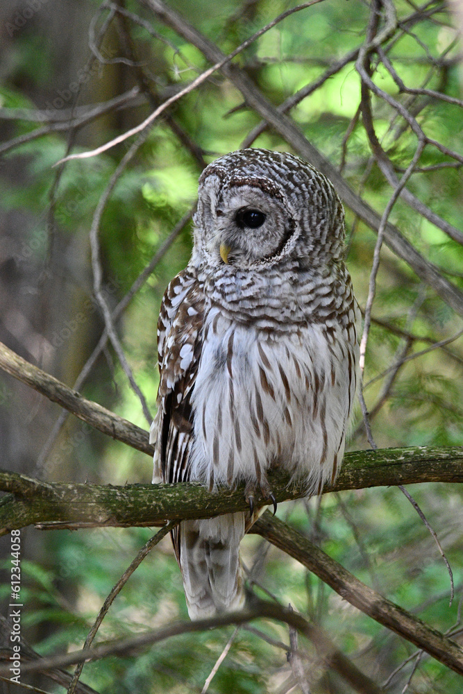 Summer scene of a Barred Owl perched in a cedar forest looking around Summer scene of a Barred Owl perched in a cedar forest looking around