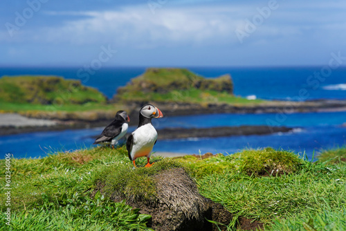 Atlantic puffin on the isle of Lunga in Scotland. The puffins breed on Lunga, a small island of the coast of Mull.