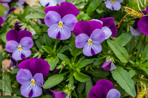 Background with lilac, yellow and fuchsia flowers