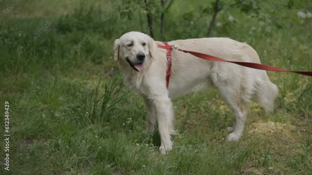 Golden retriever. Golden Retriever walking on a leash. Golden retriever on a leash along the sidewalk in the park, walking area. A golden retriever on a leash walking in the park with his owner. Golden retriever. Golden Retriever walking on a leash. Golden retriever on a leash along the sidewalk in the park, walking area. A golden retriever on a leash walking in the park with his owner.