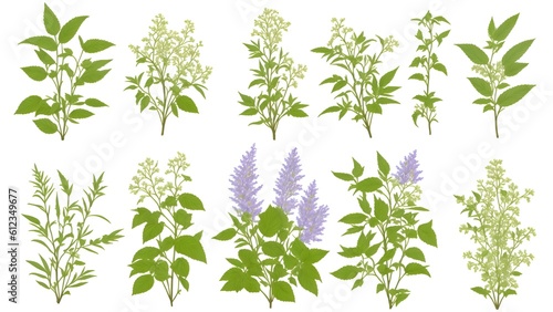 Set of leaves and inflorescences of flowers on a white background.