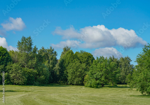 Fototapeta Naklejka Na Ścianę i Meble -  landscape with trees