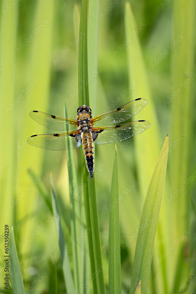 Four Spotted Chaser Dragonfly Four Spotted Chaser Dragonfly
