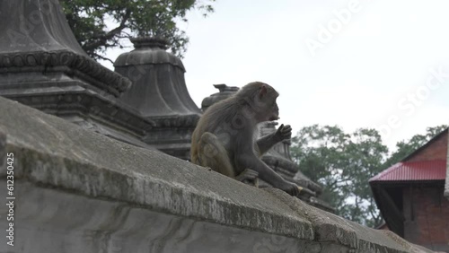 japanese macaque sitting on the rock