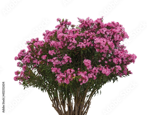 Freigestellter bl√ºhender Oleander Busch isoliert auf transparentem Hintergrund