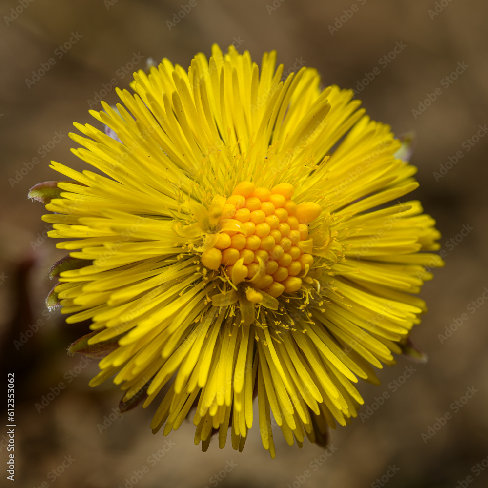 yellow coltsfoot (Tussilago farfara) flower detail yellow coltsfoot (Tussilago farfara) flower detail