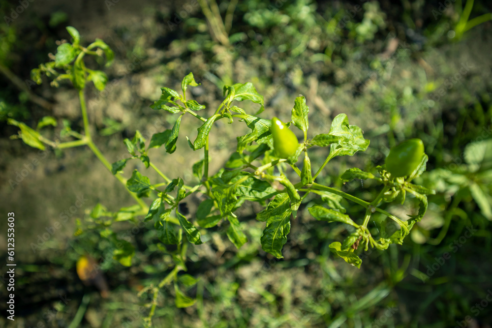 Capturing the Struggle: Chili Plant Affected by Mosaic Virus Capturing the Struggle: Chili Plant Affected by Mosaic Virus