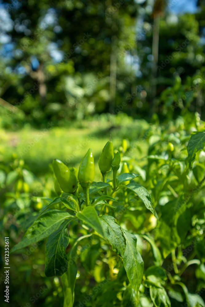 Fresh and Vibrant: Morning Beauty of Green Chili Plant in the Farm Fresh and Vibrant: Morning Beauty of Green Chili Plant in the Farm